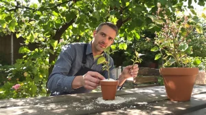 C'est le bon moment pour multiplier votre figuier : une simple branche et cette technique suffisent