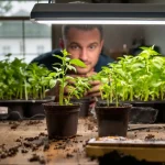 Ce que font les bons jardiniers en février pour des semis de tomates qui ne filent jamais