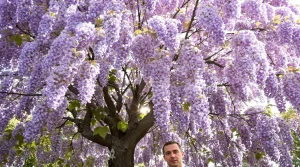 Cet arbre pousse aussi vite que le bambou, mais sa floraison remarquable fait vraiment la différence