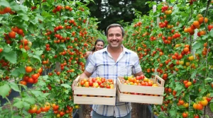 Combien de plants de tomates je plante pour ma famille sans me retrouver en surproduction ?