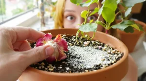 Faut-il laisser les fleurs fanées sur le terreau ? Réponses claires à vos questions