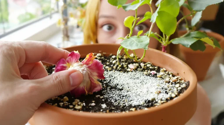 Faut-il laisser les fleurs fanées sur le terreau ? Réponses claires à vos questions