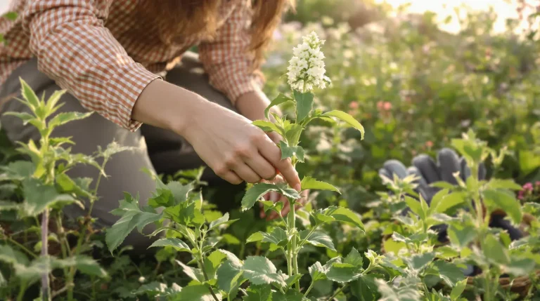 Fini les gants de jardinage : cette technique simple permet de cueillir les orties sans se piquer