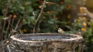 Jardin : 7 gestes simples que 90 % des jardiniers ignorent pour faire revenir cet oiseau clé