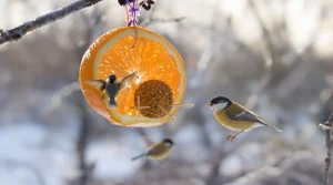 « Je l’ai posée hier, ils sont venus ce matin » : cette mangeoire maison faite en 5 minutes attire les oiseaux