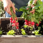 « Je savais que ça allait vite » : ces variétés semées mi-avril se récoltent en moins d’un mois