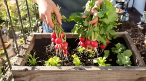 « Je savais que ça allait vite » : ces variétés semées mi-avril se récoltent en moins d’un mois