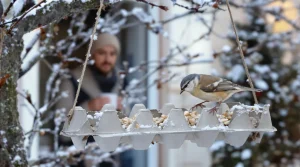 Ne jetez plus vos vieilles boîtes d’œufs : au jardin, elles attirent les oiseaux tout l’hiver
