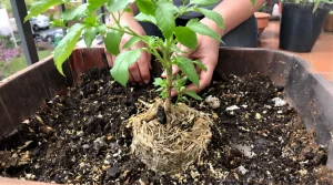 Tomates au balcon : cette terre réutilisée par 8 jardiniers sur 10 réveille le mildiou dès la pluie